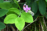 Lathyrus linifolius Lathyrus linifolius